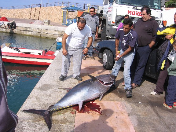 Rosalino Tonno - Isola Rossa.jpg